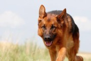 如何训练德国牧羊犬？（十个基本原则让你的宠物成为你的得力助手）