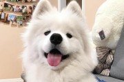 养一只成年萨摩耶犬的每月花销是多少？（了解养萨摩耶犬的经济负担及预算管理）