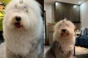 如何正确给古牧幼犬沐浴？（关于古牧幼犬沐浴的注意事项与技巧）