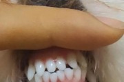 小狗牙的生长过程（探秘小狗牙齿的成长与脱落时机）