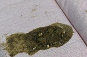 猫咪进食和大便正常的标准（如何判断猫咪的健康状况？）