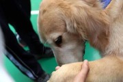 如何训练金毛犬不扑人（掌握训练技巧，教育金毛犬礼貌行为）