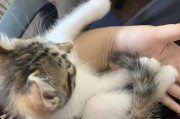 猫妈妈的遗传影响（探究长毛猫和短毛猫遗传特征的关系）