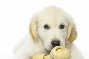 宠物狗感冒症状全解析（了解你的爱犬的健康状况，预防感冒的发生）