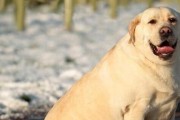 宠物狗的运动抽筋和受伤问题解决方案（保护您的爱犬免于运动伤害）