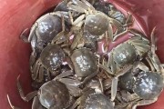 探寻河蟹食谱的奥秘（从宠物饲养到人类餐桌，你不知道的惊人真相）