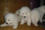 如何为萨摩耶幼犬进行驱虫？（宠物健康的必要措施）