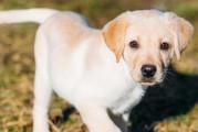 拉布拉多怀孕后的喂养指南（宠物狗孕期饮食、运动、保健等全方位指南）