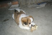 如何训练蝴蝶犬接触环境？（以宠物为主，打造适应环境的小犬）