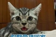 猫的气喘症状及原因分析（了解猫呼吸气喘的主要原因及治疗方法）