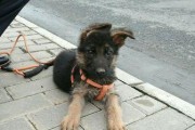 德国牧羊犬拔牙的必备知识（让你的宠物舒适度过拔牙过程）