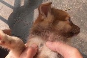 狗狗被婢虫咬了怎么办？（婢虫咬伤狗狗后应该立即采取的措施）
