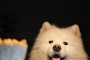 养萨摩耶犬必知的喂食知识（养犬之道，从喂食开始/萨摩耶犬的饮食小贴士）