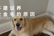 养金毛需要多少钱？详细分析养金毛的花费（饲养金毛的开销不容忽视，探究每月的花费及省钱技巧）