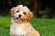 狗狗的营养性贫血——预防与治疗（宠物养护中的关键问题）
