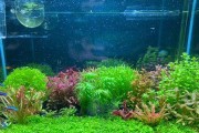 水草根冒泡的神秘之谜（揭开水草根冒泡的奥秘，探索植物呼吸的新境界）