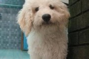 训练可蒙犬不上床的方法（以宠物为主，让你的可蒙犬养成好习惯）