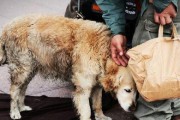 如何科学喂养金毛犬（不同阶段的喂养方式和注意事项）
