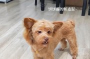 20天内如何辨别小狗的品种（以小狗行为和特征为指引，探索其主要品种）