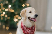 狗狗成年了吗？（如何判断狗狗的成年时期？）