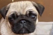 当你的宠物狗狗鼻子干燥时可能会生病（了解狗狗鼻子干燥的原因与疾病预防）