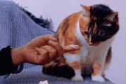 猫中最亲人的伴侣是什么？（揭秘家养猫咪中最亲人认主行为的关键因素）