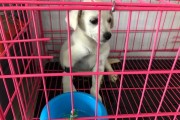 以云南白药治疗犬病，宠物的好帮手（三例亲身经历，云南白药让犬病不再困扰）