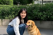 金毛犬训练全攻略（金毛犬训练时间、方法和注意事项详解）