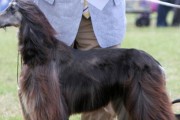 探秘迷你杜宾犬的起源（了解这个聪明小犬种的历史和特点）