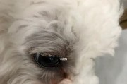 探讨比熊狗狗泪痕的原因（宠物爱好者必知，了解比熊狗泪痕的成因）