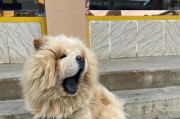 带着松狮犬出门旅游（宠物旅行攻略）