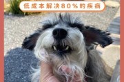 家里养狗必备药物，宠物健康重要保障