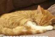 猫为什么突然动不了了？（探索猫儿突然丧失动作能力的原因）