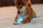 如何正确驱虫给你的柴犬狗狗（避免寄生虫感染的关键要点）