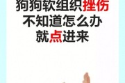 狗狗软组织挫伤是怎么造成的？造成这种损伤的常见原因