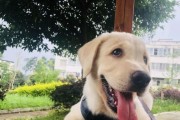 如何训练不听话的拉布拉多？（实用技巧帮你让拉布拉多变听话）