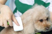 狗狗驱虫的必要性与方法（宠物爱护从驱虫开始，宠物医生告诉你如何科学驱虫）