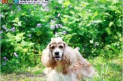 以美国可卡犬为例的基本美容方法（如何让你的宠物美容更加美丽？）