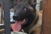刚断奶的马犬如何照顾（从饮食、运动到心理，全方位关爱你的小犬）