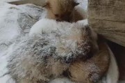 小狗的睡眠习惯-腿发抖背后的故事（揭秘小狗爱睡觉的原因与解读睡觉时腿抖的真相）