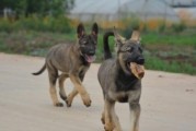如何养好中国昆明犬？（一起来了解这些养犬的秘诀吧！）