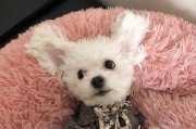 比熊犬抑郁症的治疗方法（以宠物为主，关注它们的心理健康）