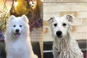 如何正确给萨摩耶狗狗梳理毛发？（养狗必备技能，让你的爱犬永远美如少年！）
