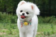 如何正确喂养博美犬？（七个注意事项，让你的宠物健康成长）