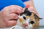 给宠物猫咪驱虫的注意事项（了解猫咪驱虫的重要性，确保宠物健康）
