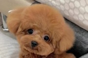 泰迪犬下崽间隔期有关因素及调理方法（泰迪犬下崽周期的关键因素和科学繁殖方法）