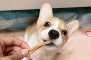 《宠爱你的柯基犬，让它健康又萌胖》（柯基犬太瘦了，吃什么长胖？）