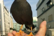 八哥训练的技巧和饮食指南（快速上手训练方法及科学饮食搭配）
