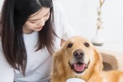 如何让金毛狗狗减肥？五大方法一网打尽（从饮食、运动、心理等多方面来帮助你的宠物减肥）
