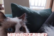猫咪的睡眠习惯（揭秘猫咪的“懒猫”之谜，探讨它们的睡眠需求）